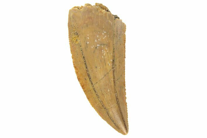 Serrated, Raptor Tooth - Real Dinosaur Tooth #251818